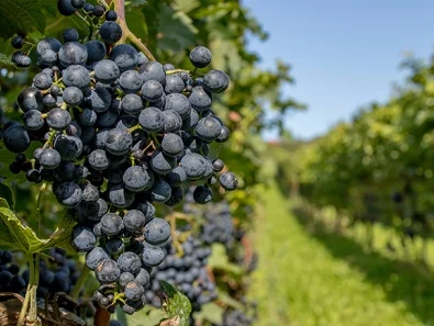 Ֆրանսիական կոնյակ արտադրողները կրճատում են խաղողի այգիները՝ պահանջարկի նվազման պատճառով