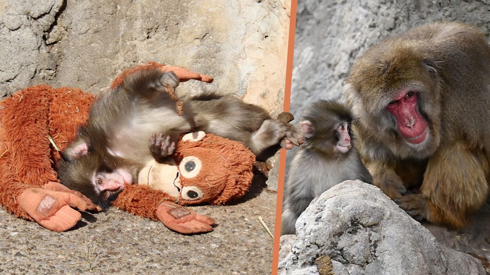 Լքված, բայց ոչ մենակ․ փոքրիկ Պանչի պատմությունը, որը հուզեց աշխարհին